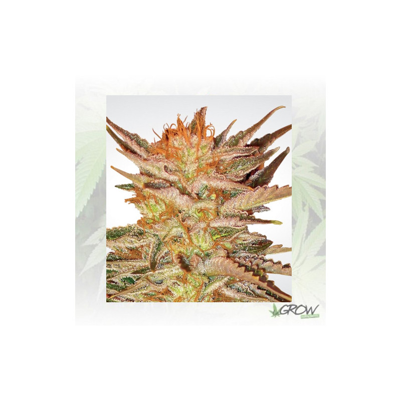 Ice Cream Paradise Seeds - 5 Seeds