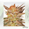 Ice Cream Paradise Seeds - 5 Seeds
