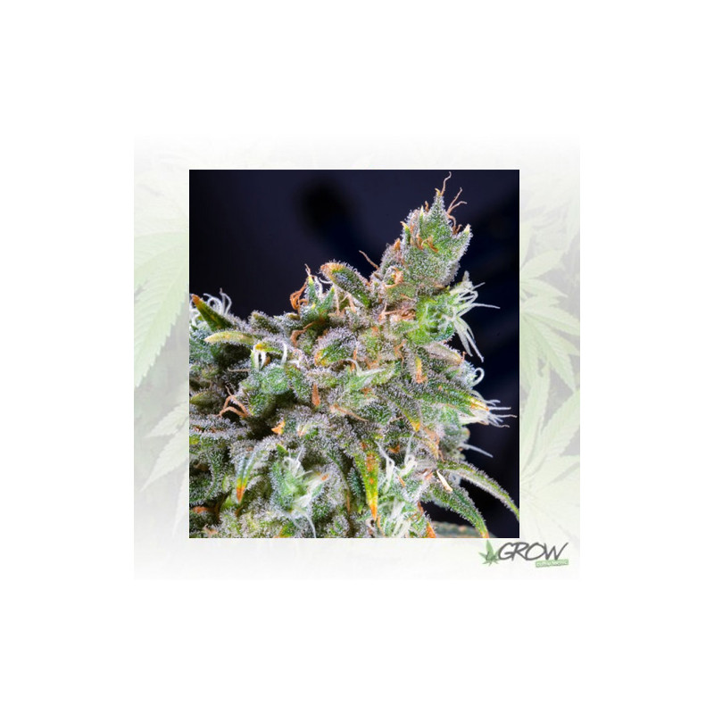 Magic Bud Paradise Seeds - 10 Seeds