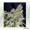 Magic Bud Paradise Seeds - 10 Seeds