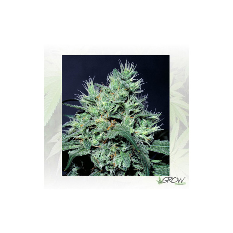 Dutch Dragon Paradise Seeds - 5 Seeds