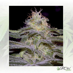 Sensi Star Paradise Seeds - 10 Seeds