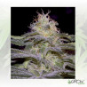 Sensi Star Paradise Seeds - 10 Seeds