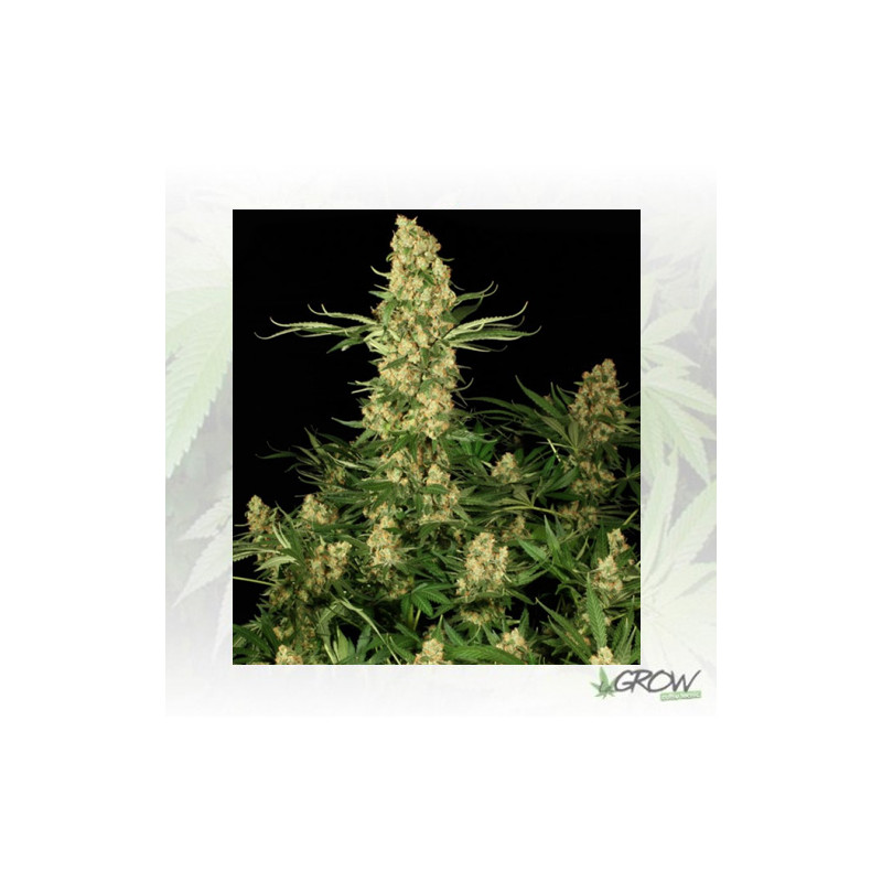 Wappa Paradise Seeds - 10 Seeds