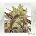 Spoetnik 1 Paradise Seeds - 10 Seeds