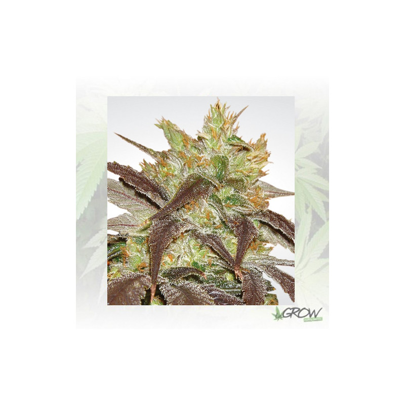 Spoetnik 1 Paradise Seeds - 10 Seeds