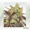 Spoetnik 1 Paradise Seeds - 10 Seeds