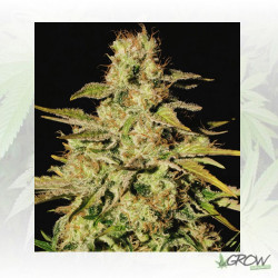 Jacky White Paradise Seeds - 10 Seeds