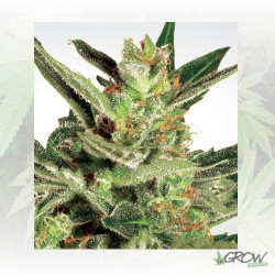 Automaria II Paradise Seeds - 10 Seeds