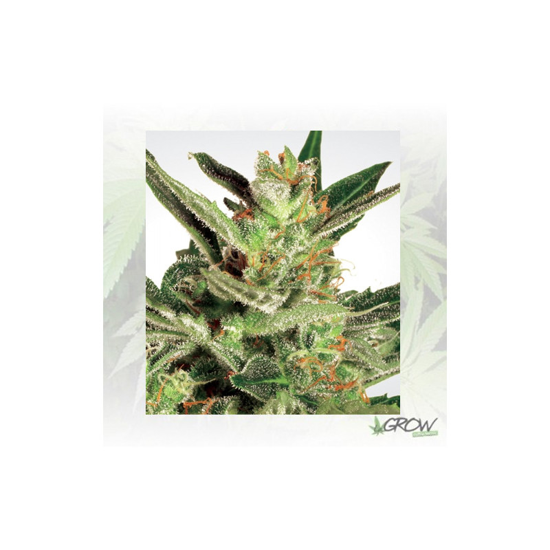 Automaria II Paradise Seeds - 10 Seeds