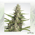 Pandora Paradise Seeds - 5 Seeds