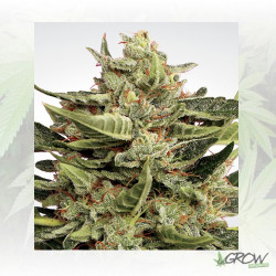 Vertigo Paradise Seeds - 5 Seeds
