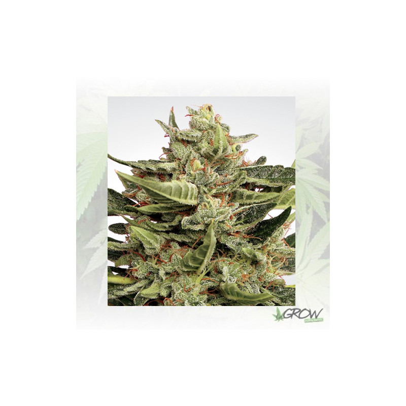 Vertigo Paradise Seeds - 5 Seeds