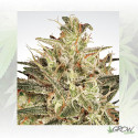 Atomical Haze Paradise Seeds - 5 Seeds
