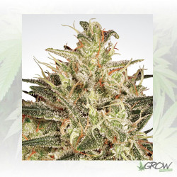 Atomical Haze Paradise Seeds - 5 Seeds