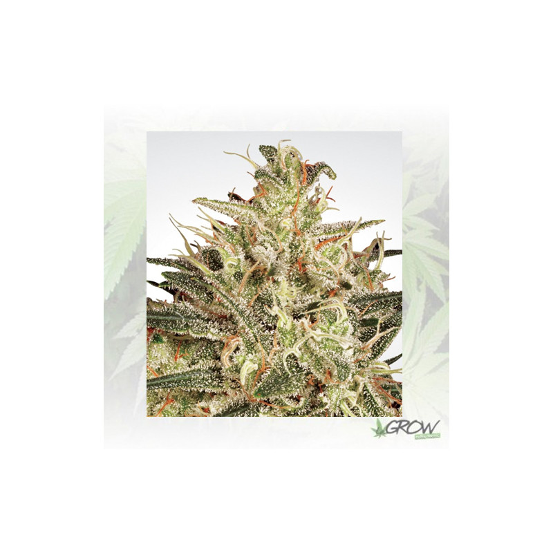 Atomical Haze Paradise Seeds - 5 Seeds