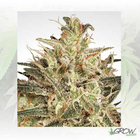 Atomical Haze Paradise Seeds - 5 Seeds