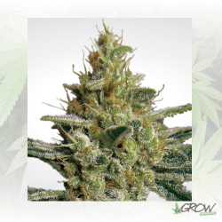 Allkush Paradise Seeds - 5 Seeds