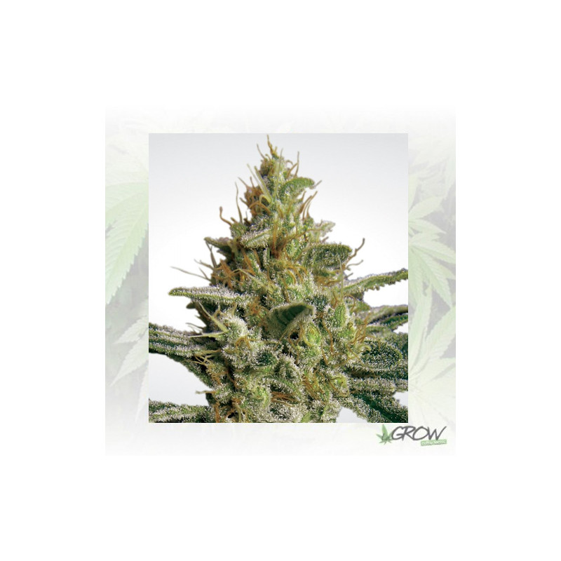 Allkush Paradise Seeds - 5 Seeds