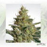 Allkush Paradise Seeds - 5 Seeds