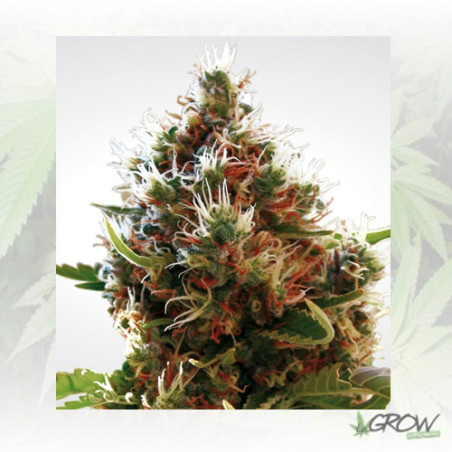 Lucid Bolt Paradise Seeds - 3 Seeds