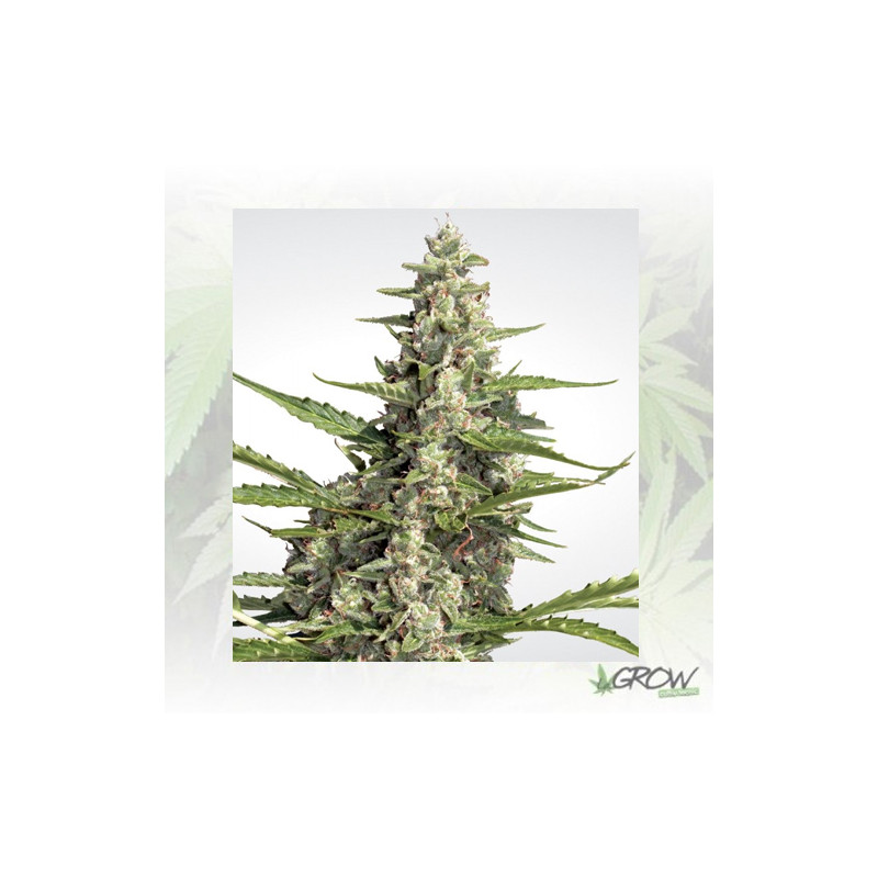 Pandora Paradise Seeds - 3 Seeds