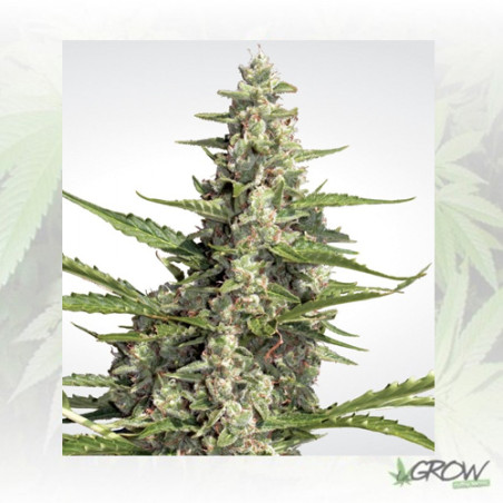 Pandora Paradise Seeds - 3 Seeds