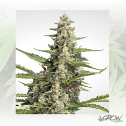 Pandora Paradise Seeds - 10 Seeds