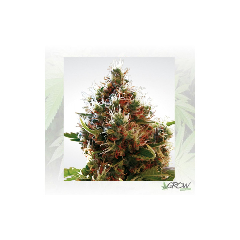Lucid Bolt Paradise Seeds - 10 Seeds
