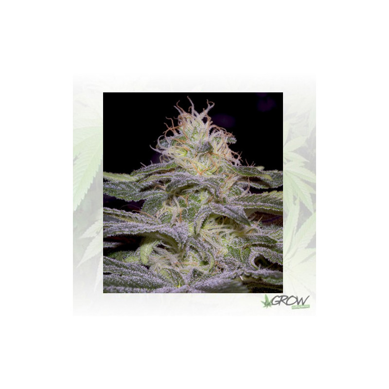 Sensi Star Paradise Seeds - 3 Seeds