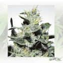 Nebula Paradise Seeds - 3 Seeds
