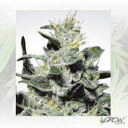 Nebula Paradise Seeds - 3 Seeds