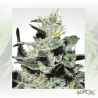 Nebula Paradise Seeds - 3 Seeds