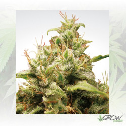 Opium Paradise Seeds - 3 Seeds
