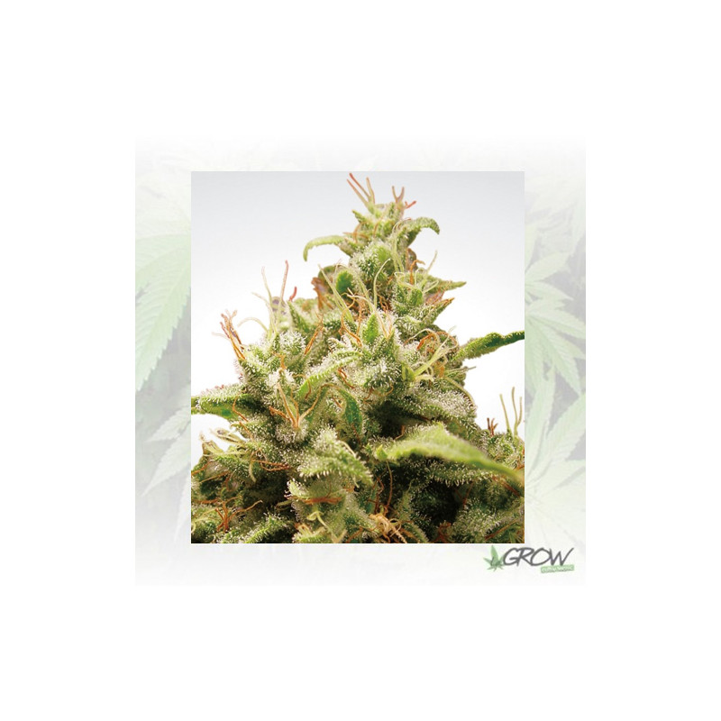 Opium Paradise Seeds - 3 Seeds