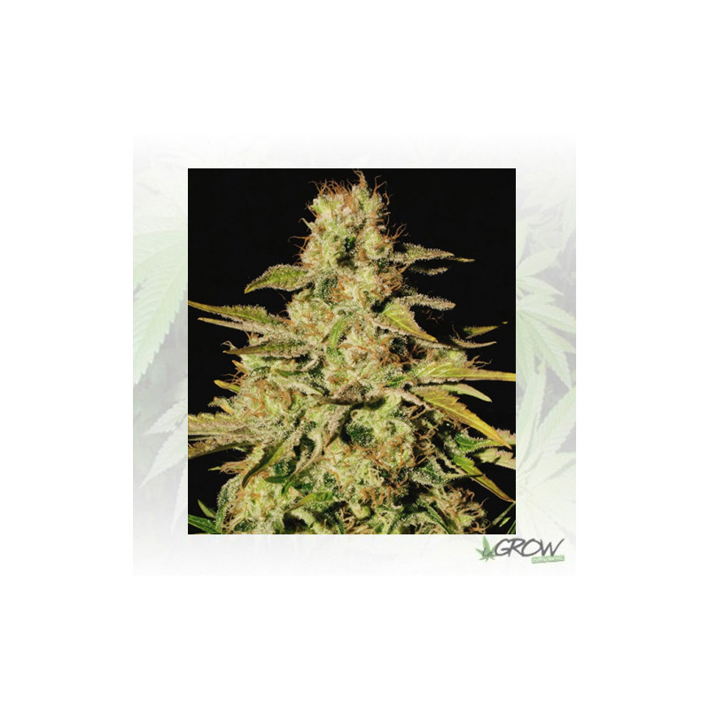 Jacky White Paradise Seeds - 3 Seeds