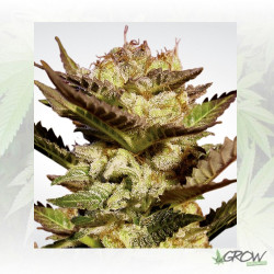 Durga Mata Paradise Seeds - 10 Seeds