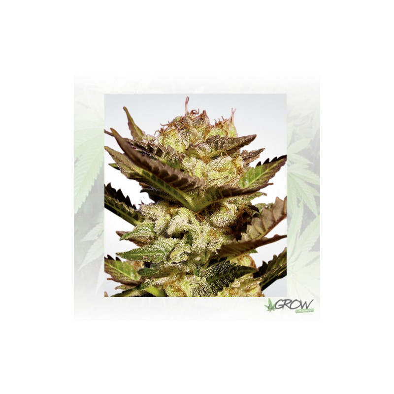 Durga Mata Paradise Seeds - 10 Seeds
