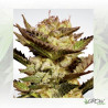 Durga Mata Paradise Seeds - 10 Seeds