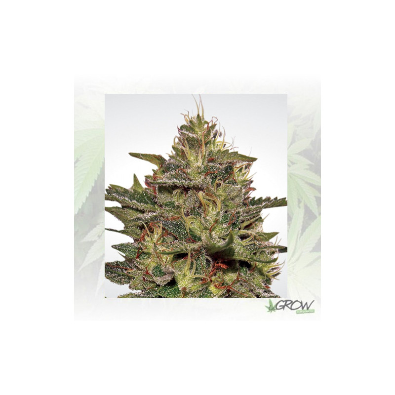 Original Cheese Paradise Seeds - 10 Seeds