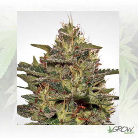 Original Cheese Paradise Seeds - 10 Seeds