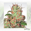 Auto Acid Paradise Seeds - 10 Seeds