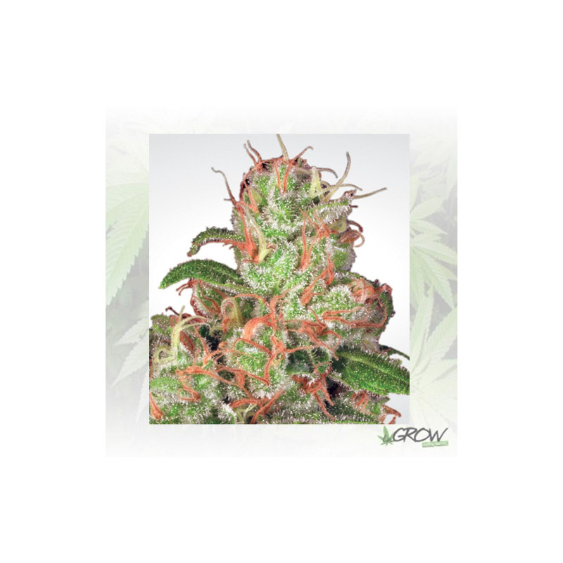 Auto Acid Paradise Seeds - 10 Seeds