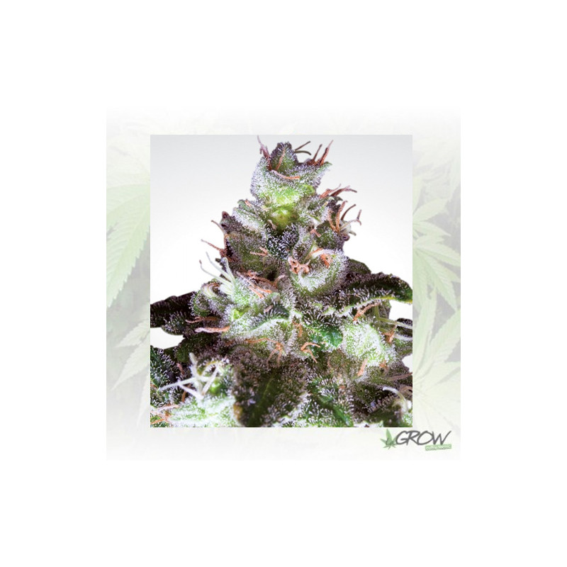 Original White Widow Paradise Seeds - 5 Seeds