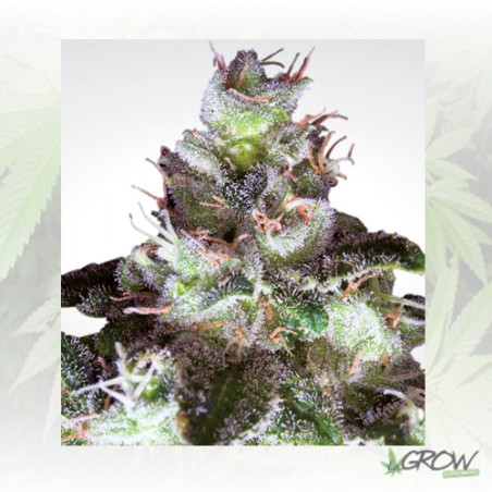 Original White Widow Paradise Seeds - 5 Seeds