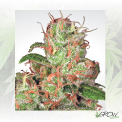 Auto Acid Paradise Seeds - 5 Seeds