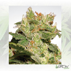 Auto Jack Paradise Seeds - 10 Seeds