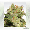 Auto Jack Paradise Seeds - 10 Seeds
