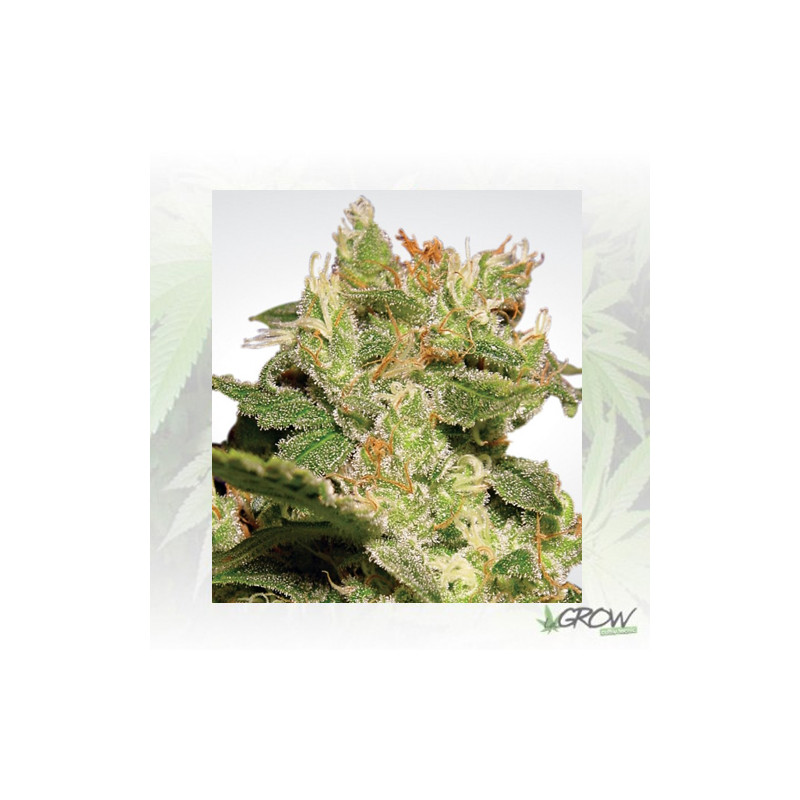 Auto Jack Paradise Seeds - 3 Seeds