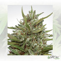 Auto Whiteberry Paradise Seeds - 10 Seeds